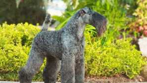 Kerry blue terrier: popis plemene, podmínky zadržení, péče a výchovy